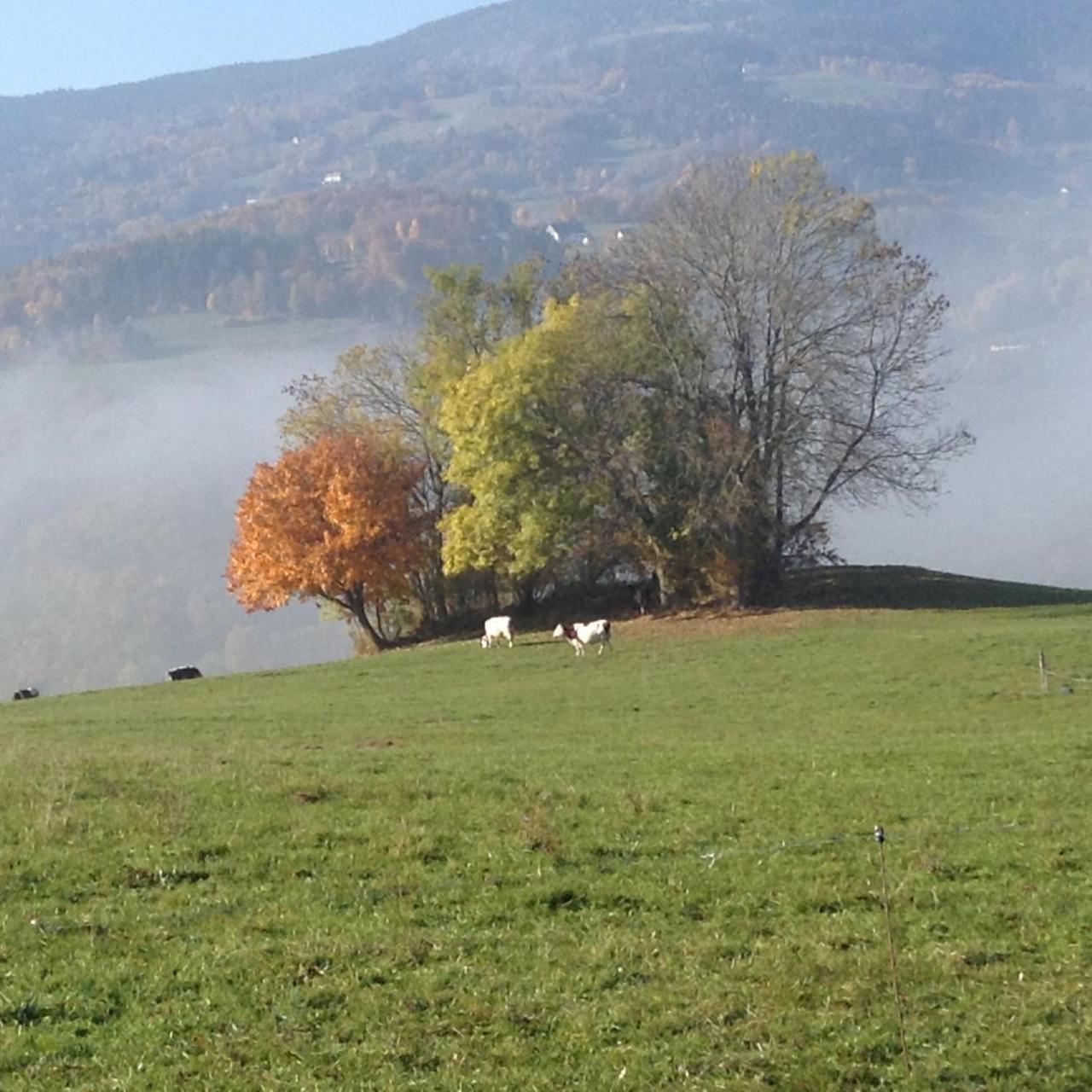 Gîte Henry Orbey Buitenkant foto